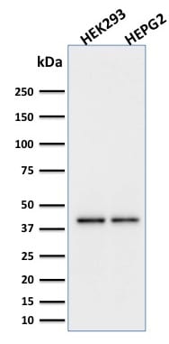 PD-L1 / PDCD1LG1 / CD274 / B7-H1 Monoclonal Mouse Antibody (PDL1/2746)