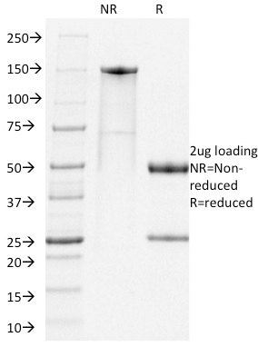 PD1 / PDCD1 / CD279 Mouse Monoclonal Rat Antibody (RMP1-14)