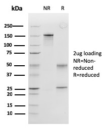 Peroxiredoxin 4 Monoclonal Mouse Antibody (CPTC-PRDX4-2)