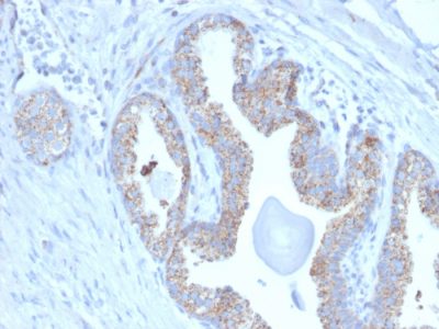 PMEPA1 / TMEPAI Monoclonal Mouse Antibody (PMEPA1/2697)