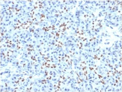 SOX9 / SRY-box 9 Monoclonal Mouse Antibody (PCRP-SOX9-1A2)