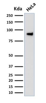TLE1 Monoclonal Mouse Antibody (TLE1/2051)