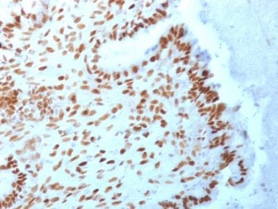TLE1 Monoclonal Mouse Antibody (TLE1/2062)