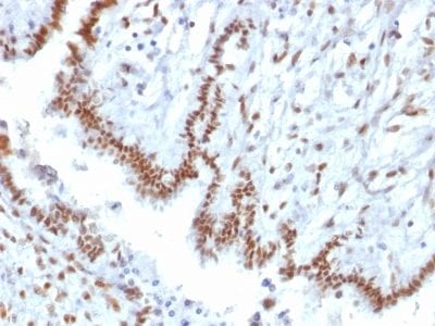 TLE1 Monoclonal Mouse Antibody (TLE1/2085)