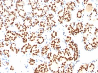 TTF-1 / NKX2.1 Monoclonal Mouse Antibody (8G7G3/1 + NX2.1/690)