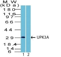 UPK3A Polyclonal Rabbit Antibody (PAb)