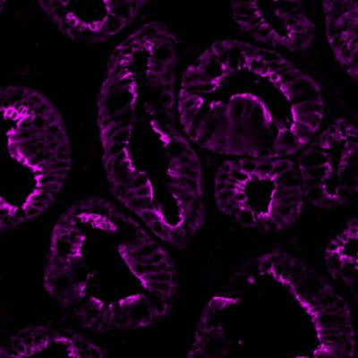 Villin Monoclonal Mouse Antibody (VIL1/1325)