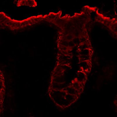 Villin Monoclonal Mouse Antibody (VIL1/1325)