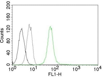 Vimentin Monoclonal Mouse Antibody (VM452)