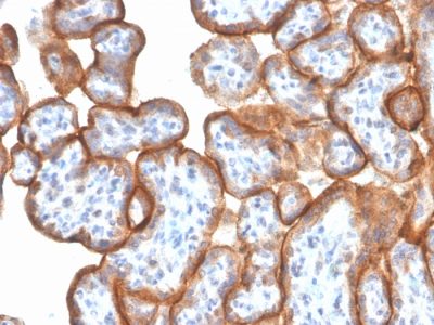 VISTA / GI24 Monoclonal Mouse Antibody (VISTA/3006)