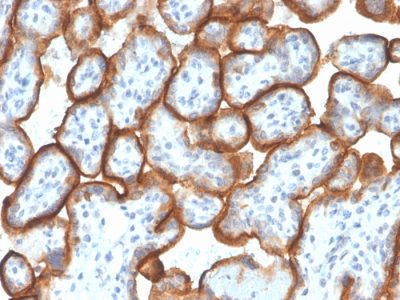 VISTA / GI24 Monoclonal Mouse Antibody (VISTA/3007)