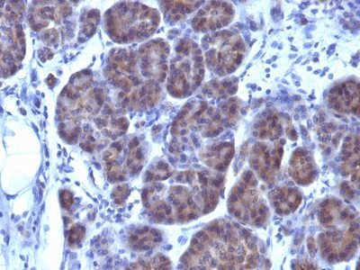 GLG1 Monoclonal Mouse Antibody (GLG1/970)