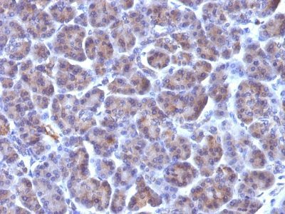 Golgi Complex Monoclonal Mouse Antibody (371-4)