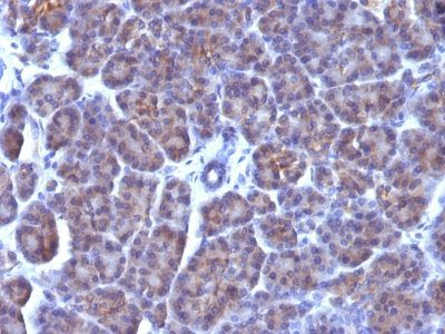 Golgi Complex Monoclonal Mouse Antibody (AE-6)