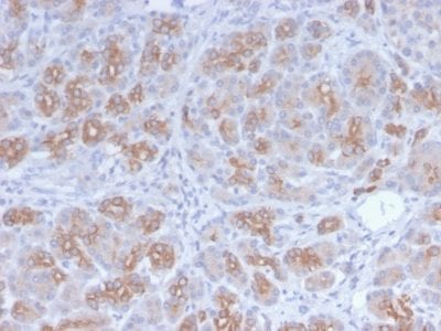 Golgi Complex Recombinant Monoclonal Rabbit Antibody (GLG1/2829R)