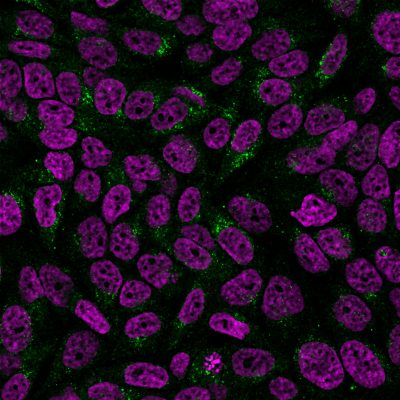 Golgi Complex Recombinant Monoclonal Rabbit Antibody (GLG1/2829R)