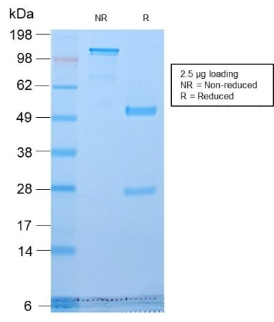 Golgi Complex Recombinant Monoclonal Rabbit Antibody (GLG1/2829R)