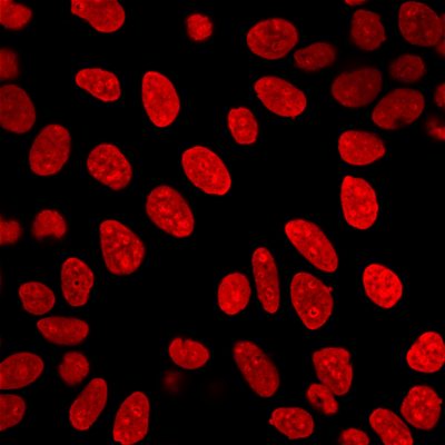 Histone H1 Monoclonal Mouse Antibody (AE-4)