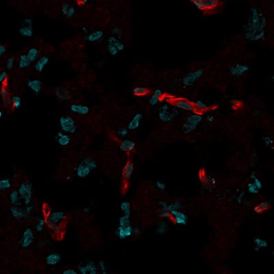 Histone H1 Monoclonal Mouse Antibody (HH1/957)