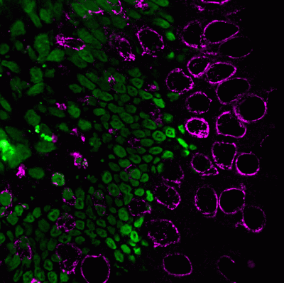 Histone H1 Monoclonal Mouse Antibody (HH1/957)