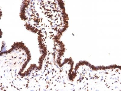 Histone H1 Monoclonal Mouse Antibody (HH1/957)
