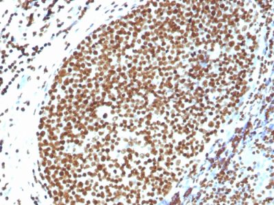 Histone H1 Polyclonal Rabbit Antibody (N/A)