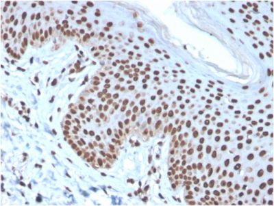 Histone H1 Recombinant Monoclonal Mouse Antibody (rAE-4)