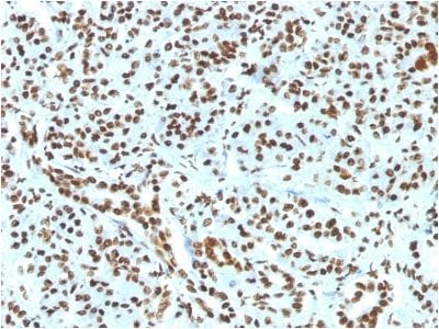 Histone H1 Recombinant Monoclonal Rabbit Antibody (HH1/1784R)