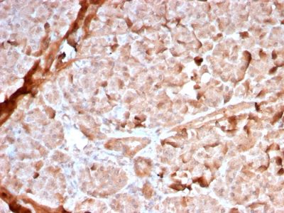 Mitochondria Recombinant Monoclonal Rabbit Antibody (MTC02/2860R)