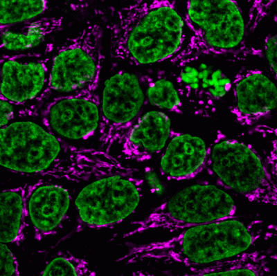 Mitochondrial Marker Monoclonal Mouse Antibody (113-1)