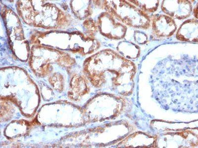 Mitochondrial Marker Monoclonal Mouse Antibody (113-1)