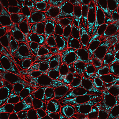 Mitochondrial Marker Monoclonal Mouse Antibody (113-1)