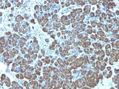 Mitochondrial Marker Monoclonal Mouse Antibody (113-1)
