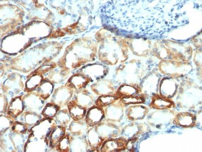 Mitochondrial Marker Monoclonal Mouse Antibody (AE-1)