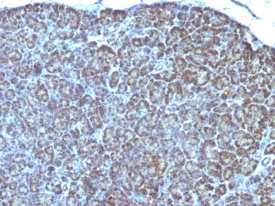 Mitochondrial Marker Monoclonal Mouse Antibody (AE-1)
