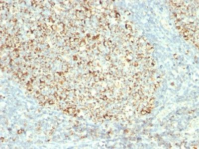 Mitochondrial Marker Monoclonal Mouse Antibody (MTC02)