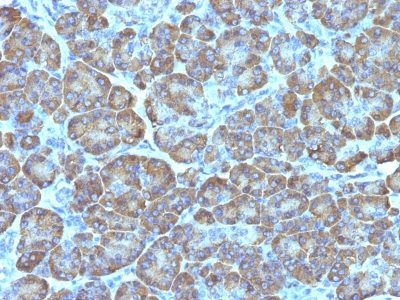 Mitochondrial Marker Monoclonal Mouse Antibody (MTC02)