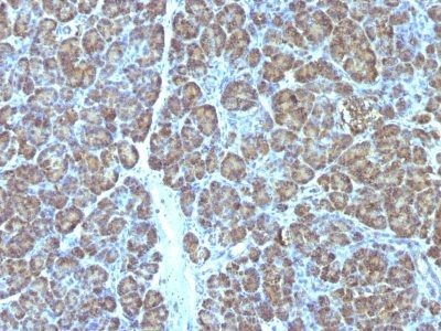 Mitochondrial Marker Monoclonal Mouse Antibody (MTC719)