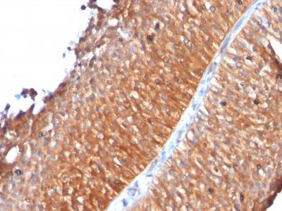Mitochondrial Marker Monoclonal Mouse Antibody (MTC719)