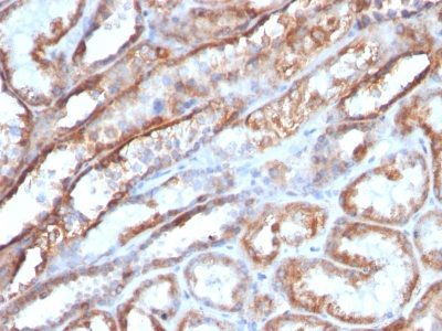 Mitochondrial Marker Monoclonal Mouse Antibody (MTC719)