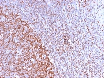 Nuclear Antigen Recombinant Monoclonal Rabbit Antibody (NM2984R)