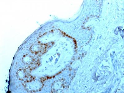Nucleolar / Nucleoli Monoclonal Mouse Antibody (NM95)