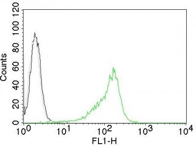 Nucleolar / Nucleoli Monoclonal Mouse Antibody (NM95)