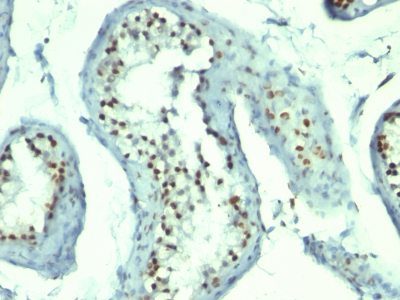 Nucleolin Monoclonal Mouse Antibody (364-5 + NCL/902)