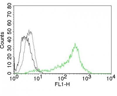 Nucleolin Monoclonal Mouse Antibody (364-5)