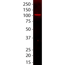 Nucleolin Monoclonal Mouse Antibody (364-5)