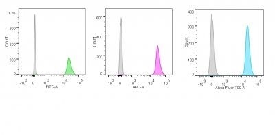 Nucleolin Monoclonal Mouse Antibody (NCL/902)