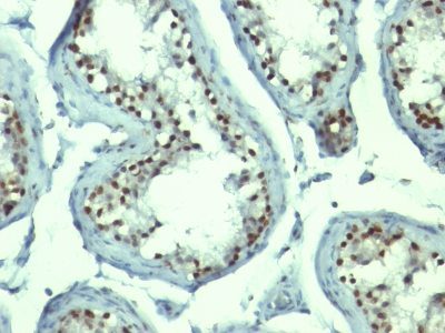 Nucleolin Monoclonal Mouse Antibody (NCL/902)