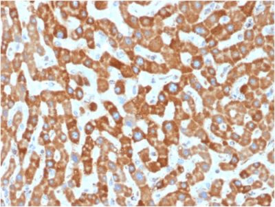 Prohibitin Monoclonal Mouse Antibody (PHB/1881)