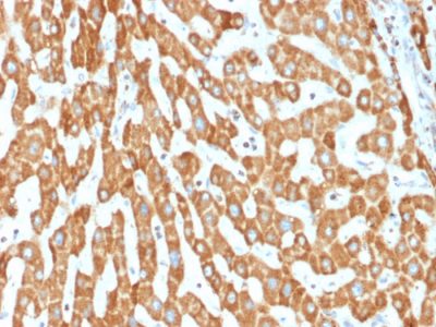 Prohibitin Monoclonal Mouse Antibody (PHB/1882)